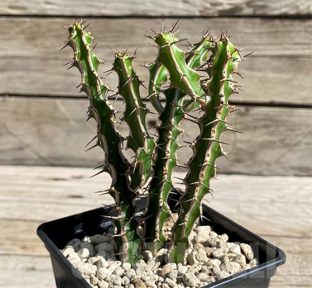 SH6348 Euphorbia griseola