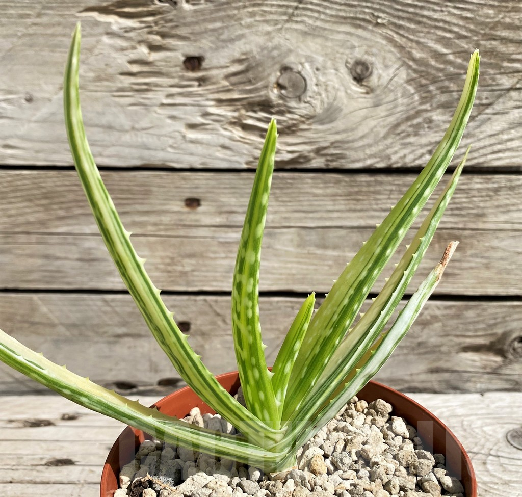 SH6400 Aloe aff. vera f. variegata, ex India - Image 2