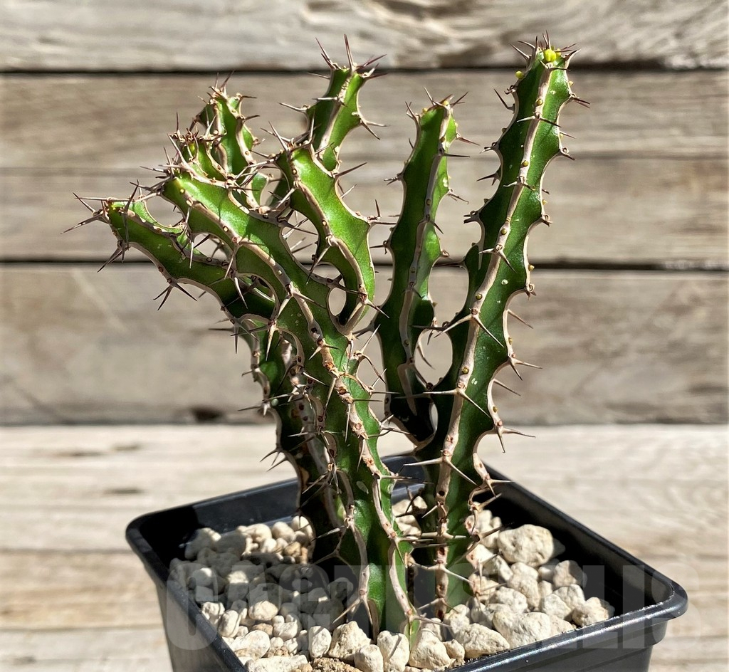 SH6348 Euphorbia griseola - Image 2