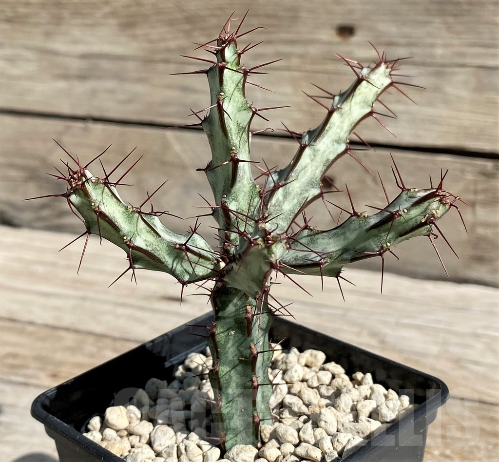 SH6350 Euphorbia sp. nova aff. greenway ES21184 - Image 2