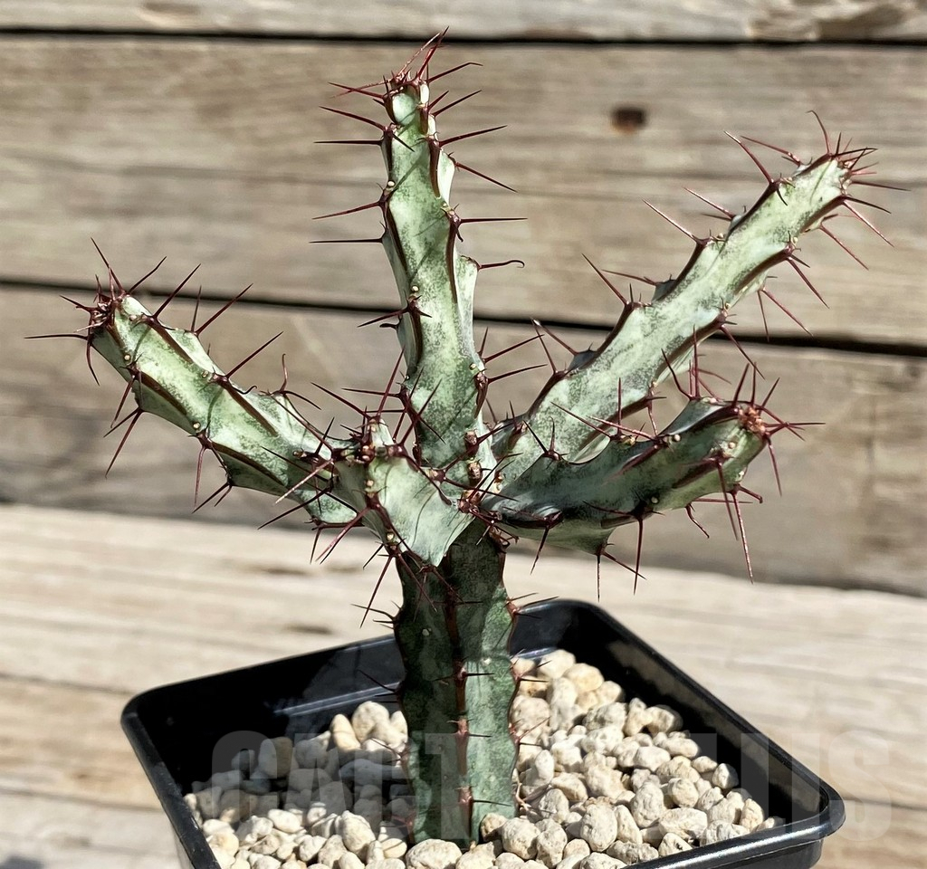 SH6350 Euphorbia sp. nova aff. greenway ES21184