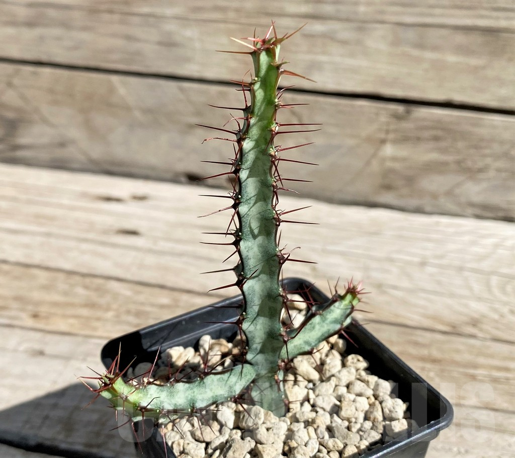 SH6351 Euphorbia sp.nova aff. greenway ES21184