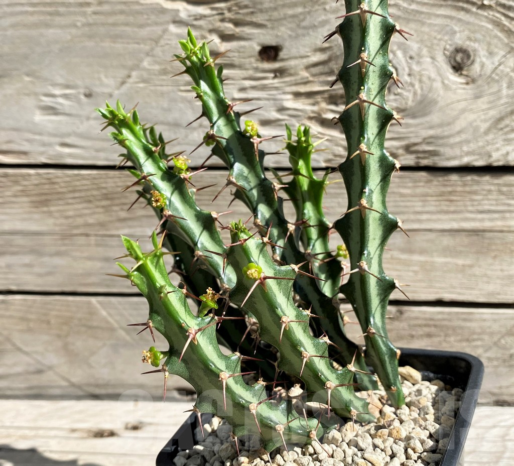 SH6354 Euphorbia knuthii