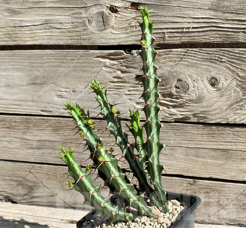 SH6354 Euphorbia knuthii - Image 2
