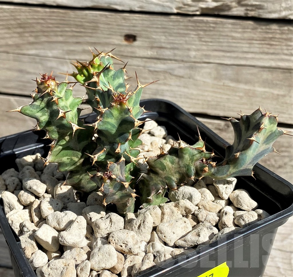 SH6357 Euphorbia clavigera - Image 2