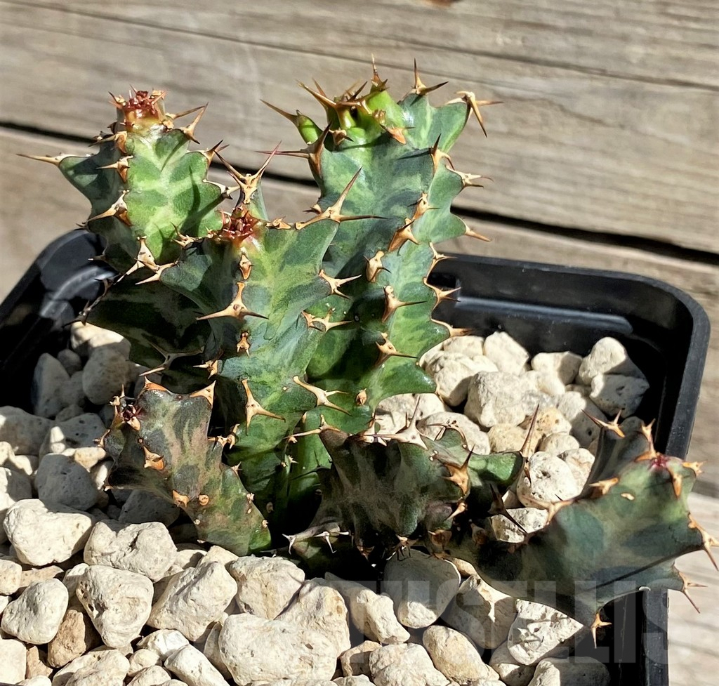SH6357 Euphorbia clavigera