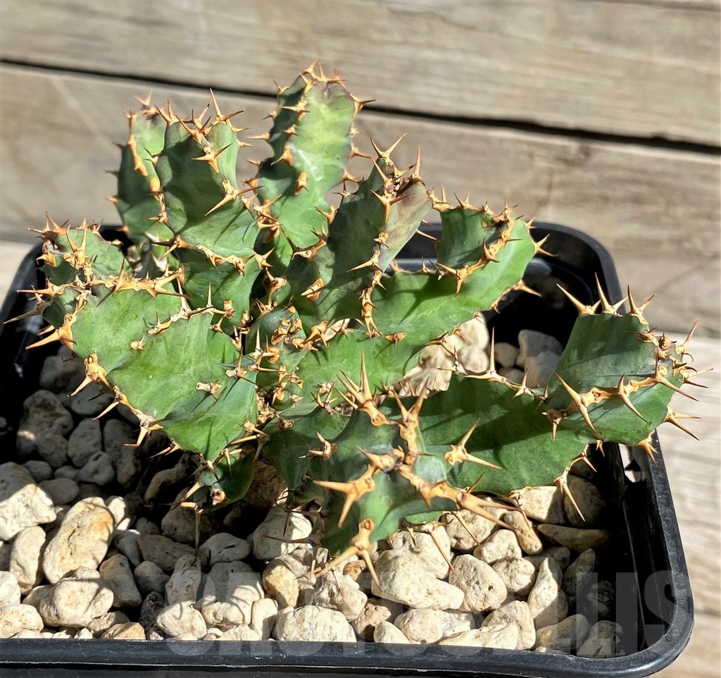 SH6358 Euphorbia squarrosa