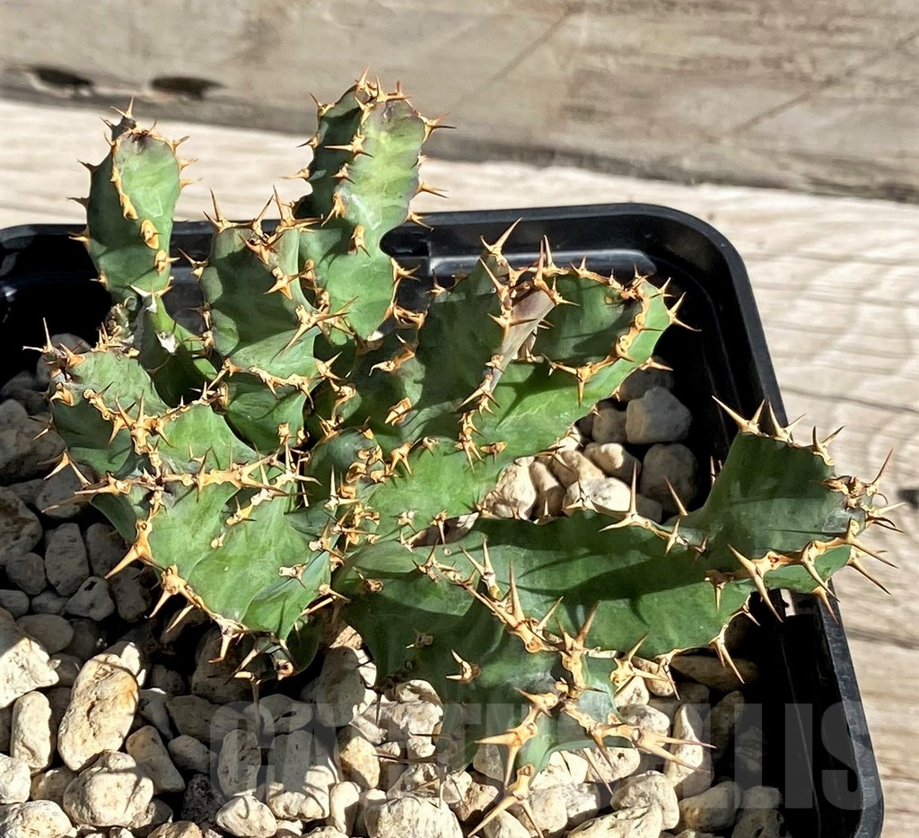 SH6358 Euphorbia squarrosa - Image 2