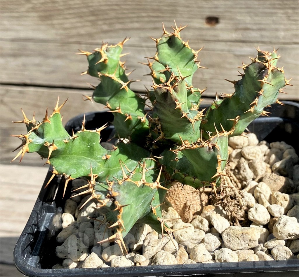 SH6358 Euphorbia squarrosa - Image 3