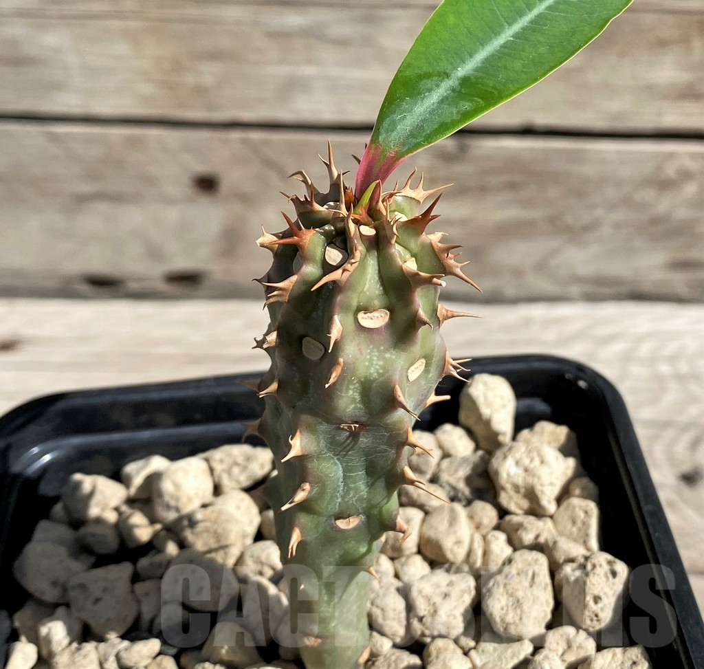 SH6366 Euphorbia viguieri, red veins