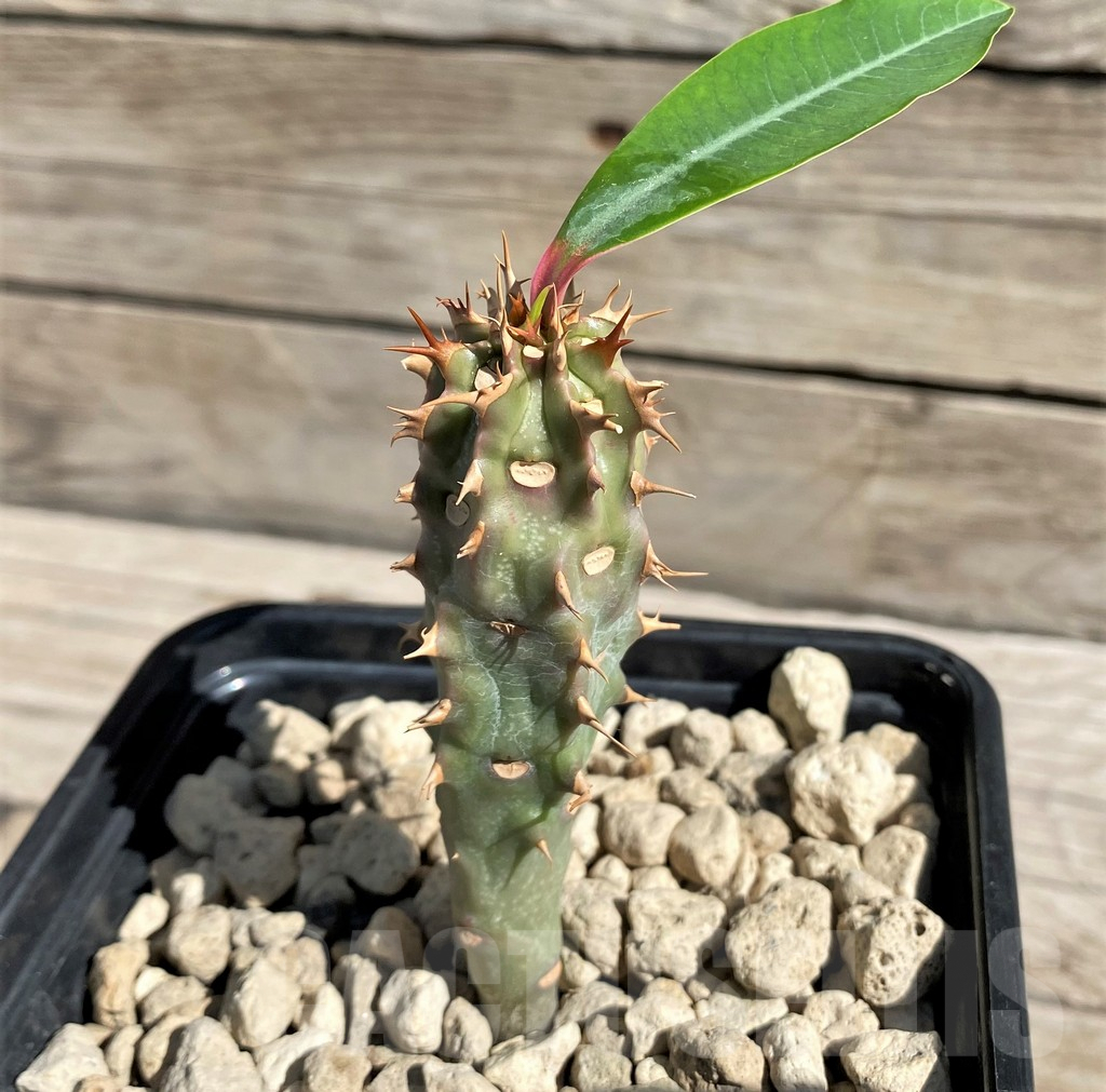 SH6366 Euphorbia viguieri, red veins - Image 2