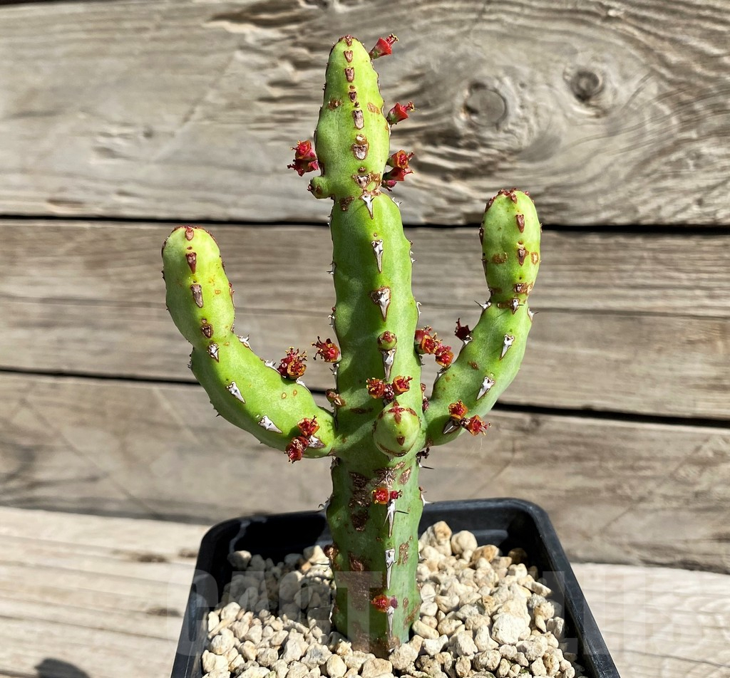 SH6369 Euphorbia speciosa ES20464 - Image 2