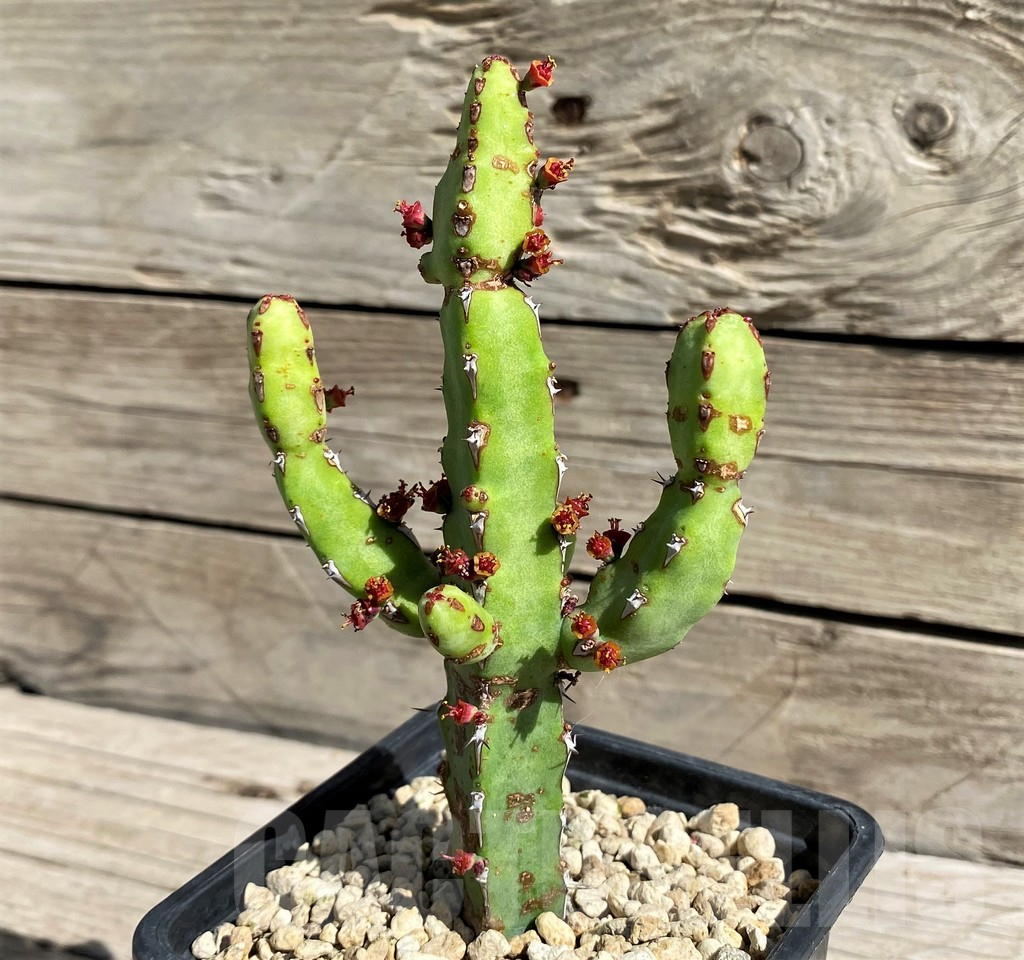 SH6369 Euphorbia speciosa ES20464