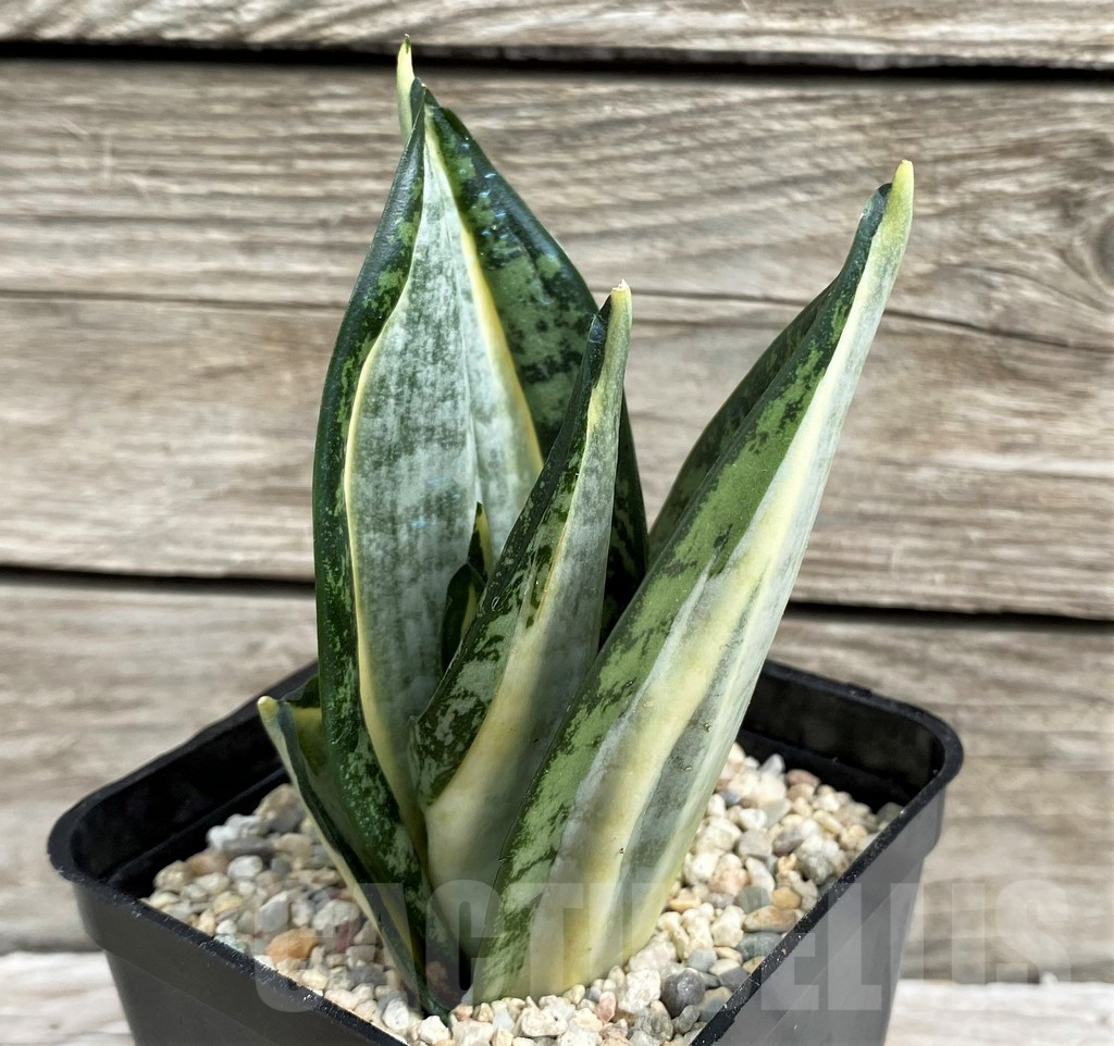 SH6496 Sansevieria 'Hahnii zebra' - Image 2