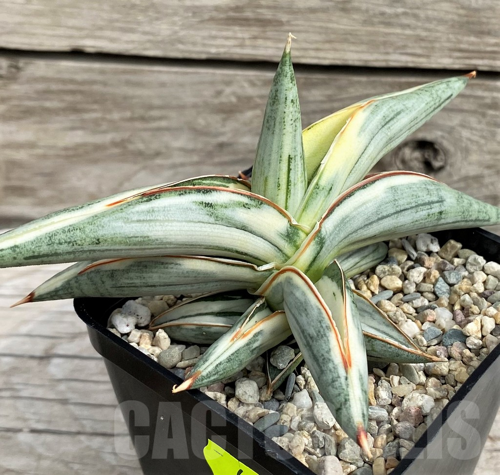 SH6497 Sansevieria 'Blue Clone' - Image 2