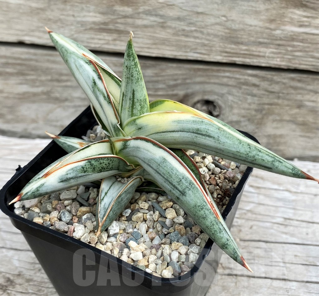 SH6497 Sansevieria 'Blue Clone' - Image 3