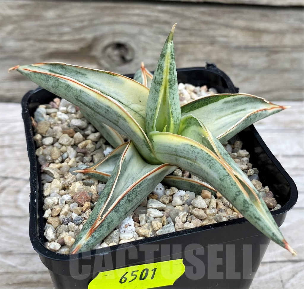 SH6501 Sansevieria 'Blue Clone' - Image 2