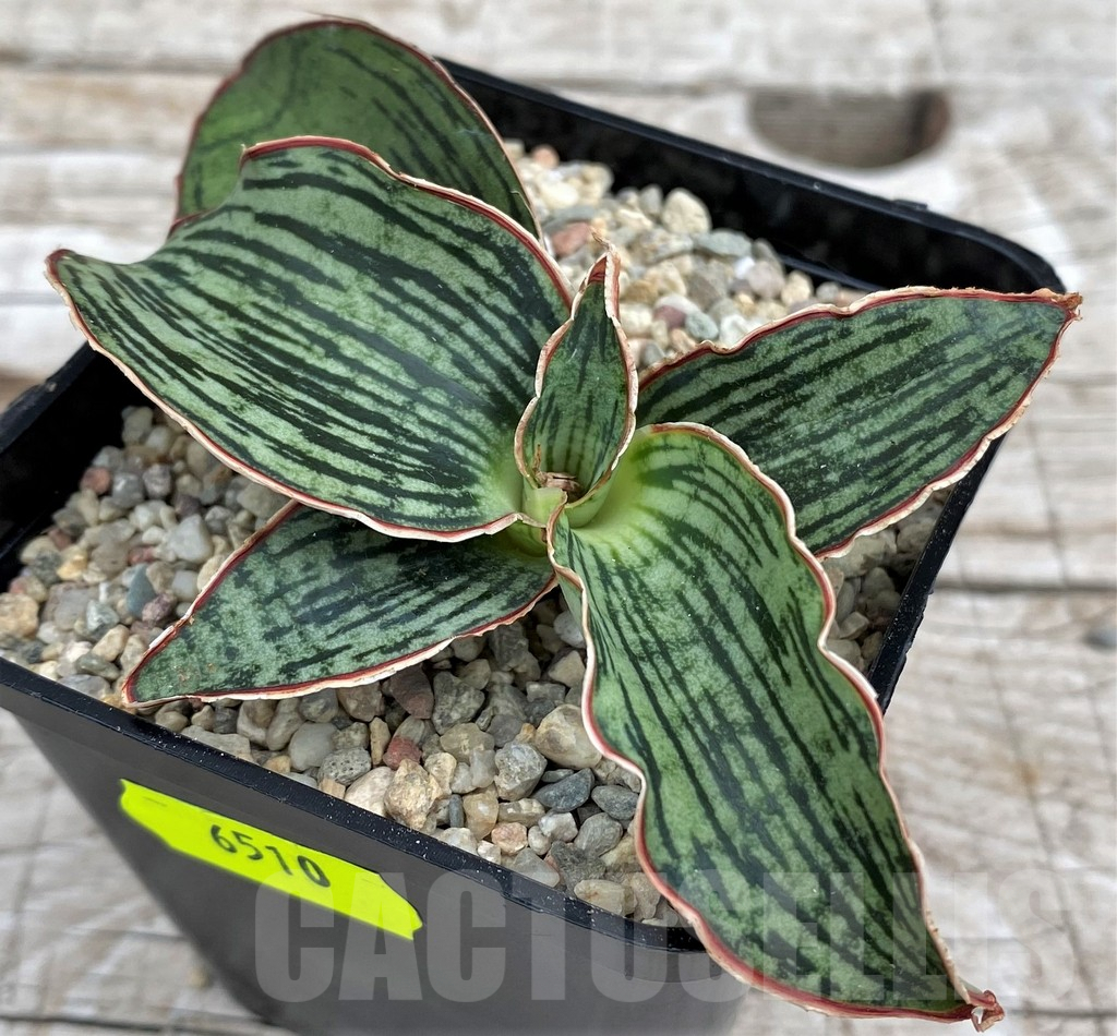 SH6510 Sansevieria 'Cleopatra'