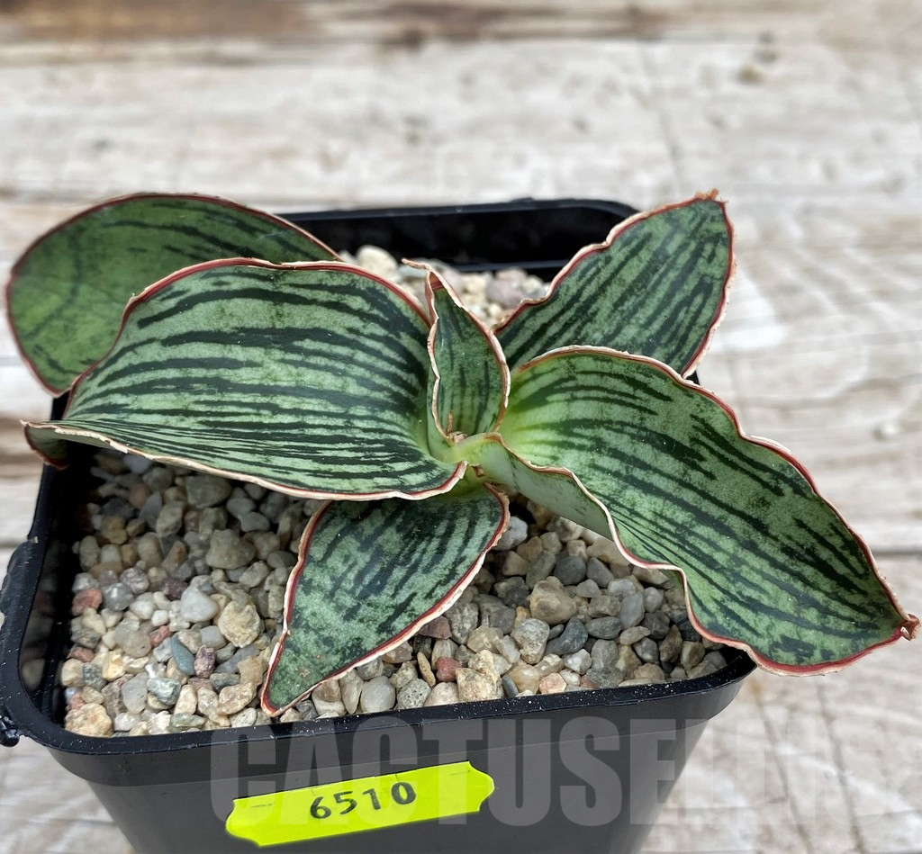 SH6510 Sansevieria 'Cleopatra' - Image 2