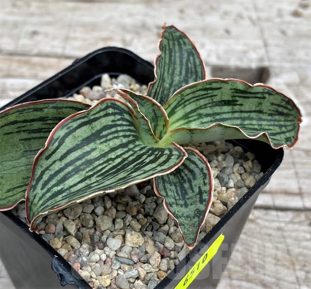 SH6510 Sansevieria 'Cleopatra' - Image 3