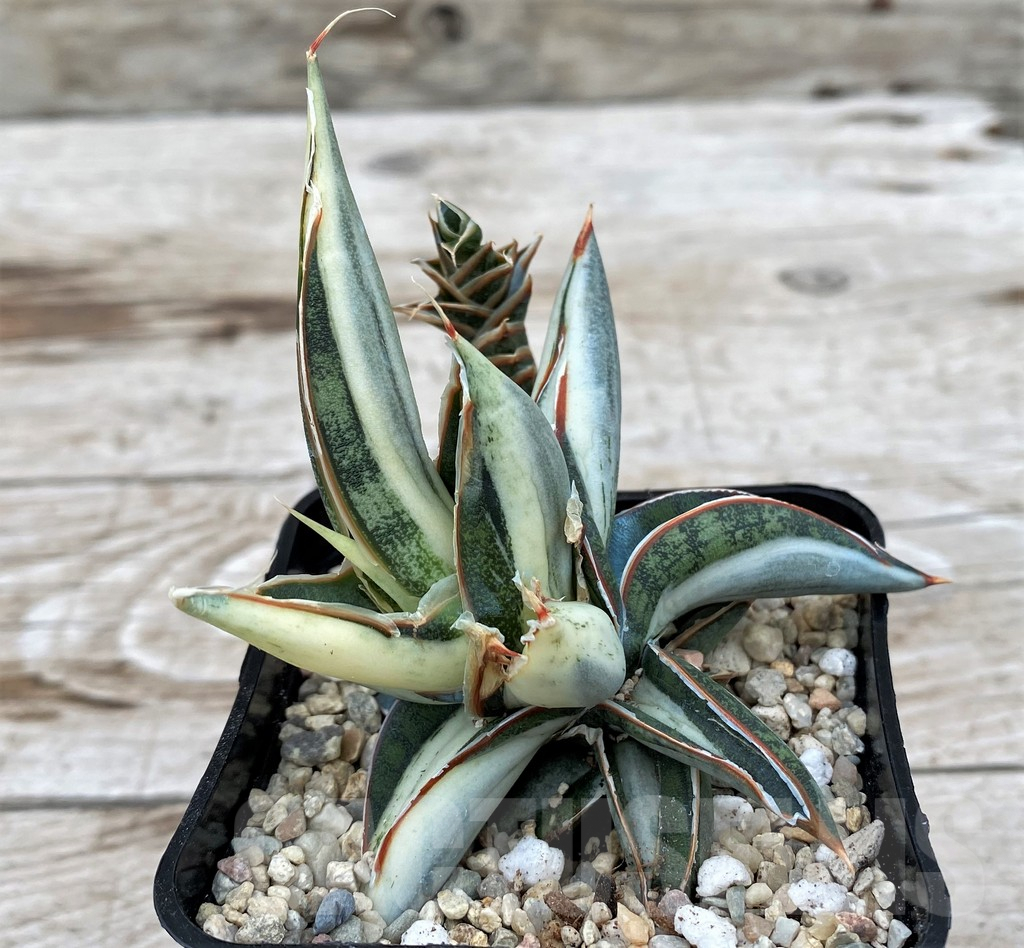 SH6522 Sansevieria 'Silver Clone' mediopicta - Image 2