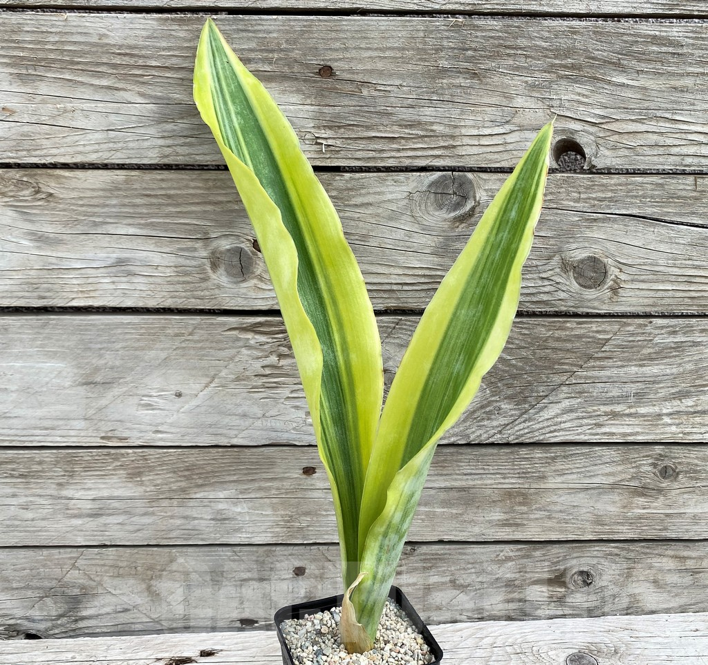 SH6471 Sansevieria 'Yellowstone' - Image 2