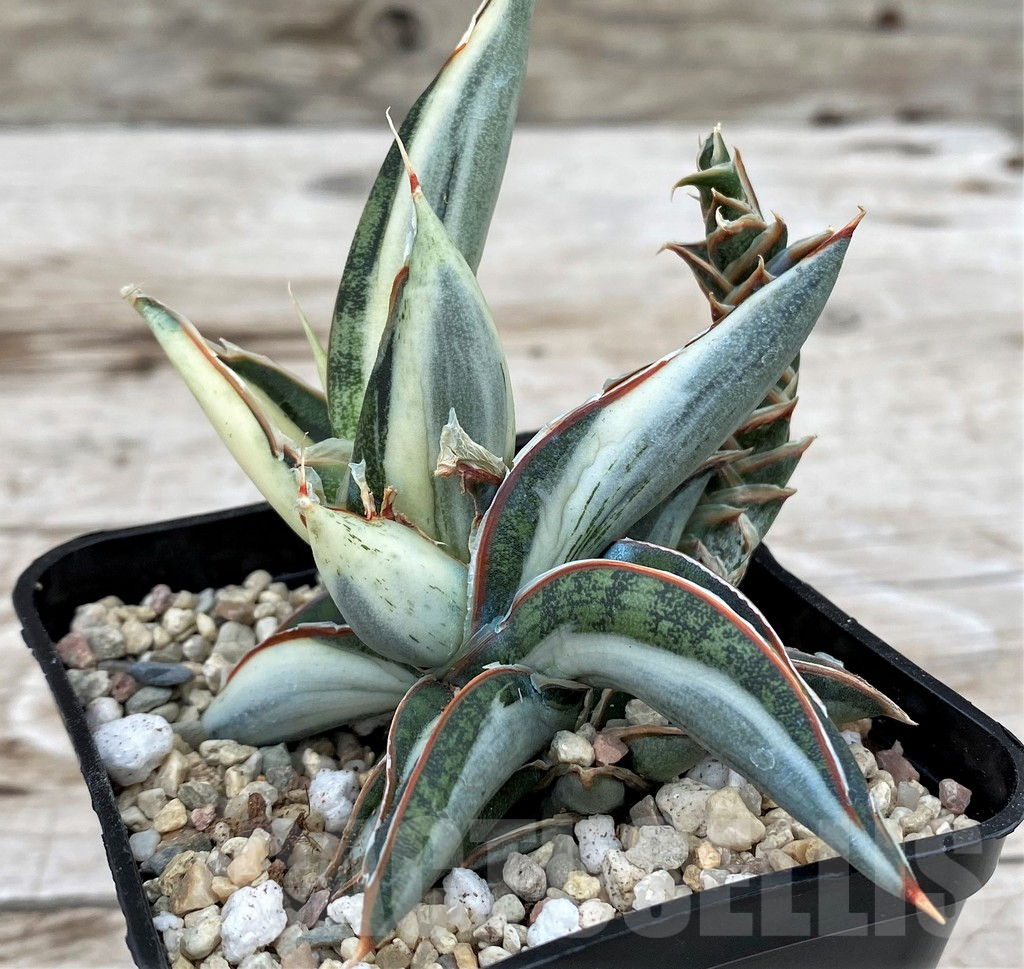 SH6522 Sansevieria 'Silver Clone' mediopicta