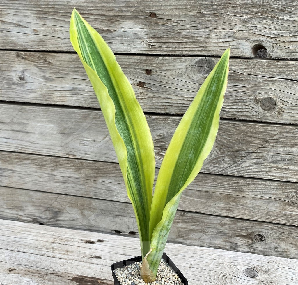 SH6471 Sansevieria 'Yellowstone' - Image 3