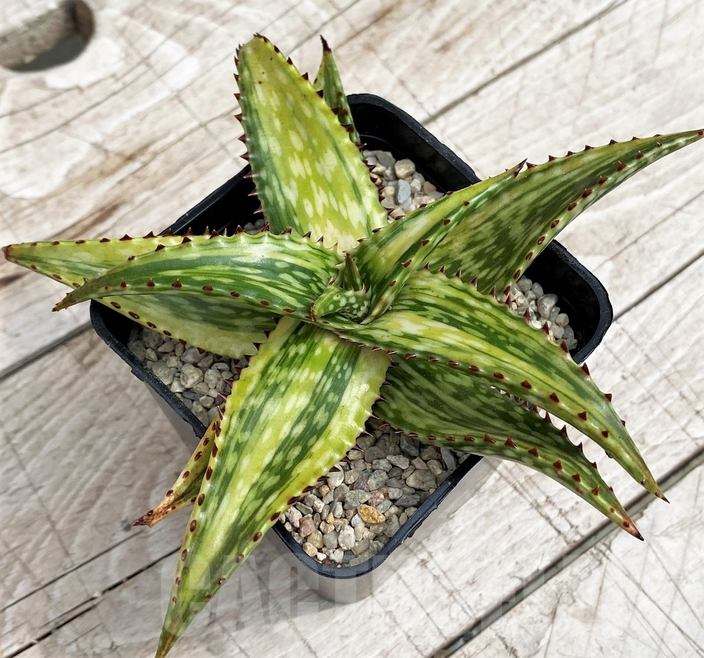 SH6533 Aloe jucunda f. variegata - Image 2