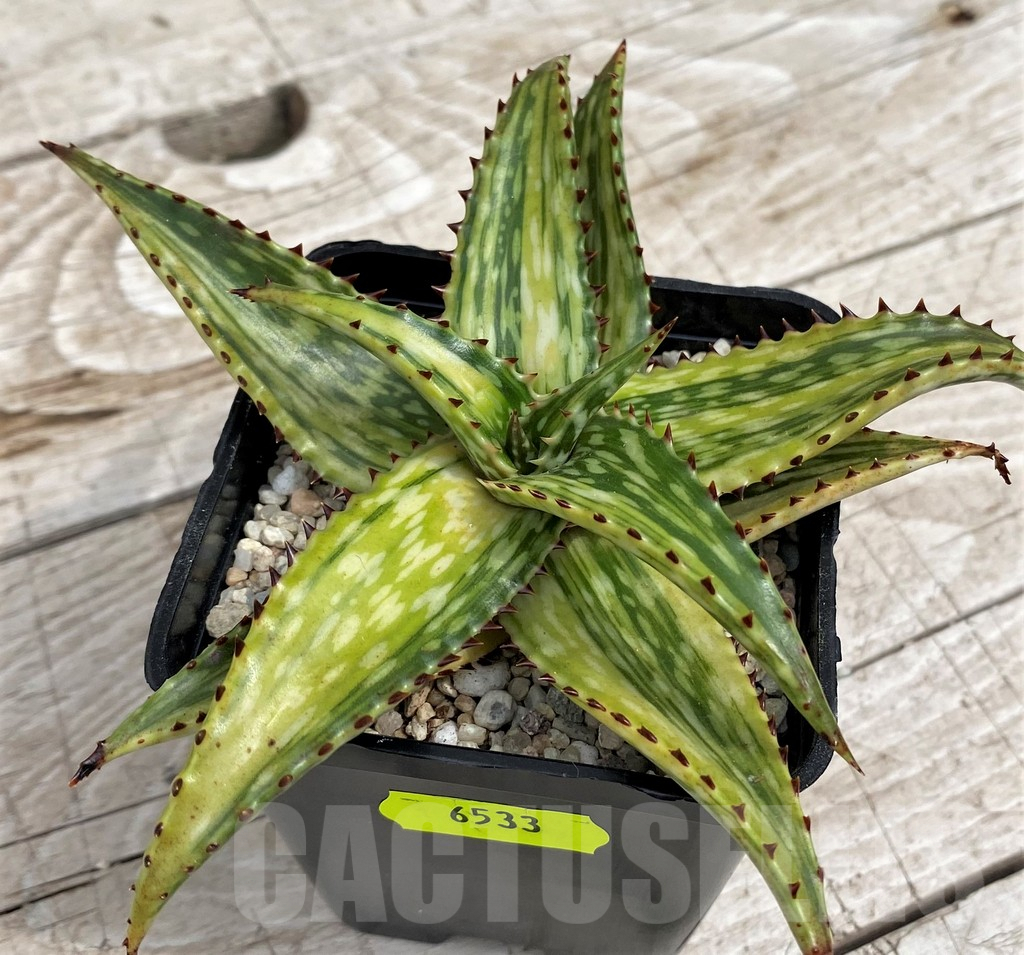 SH6533 Aloe jucunda f. variegata