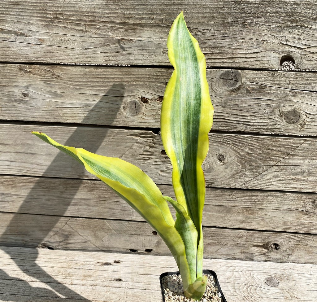 SH6472 Sansevieria 'Yellowstone' - Image 2