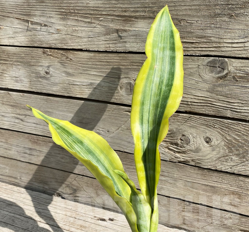 SH6472 Sansevieria 'Yellowstone'