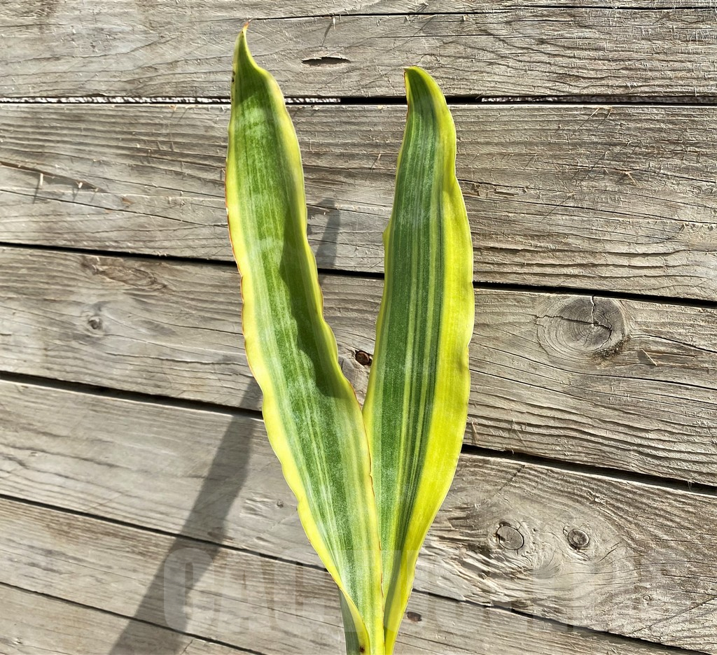 SH6473 Sansevieria 'Yellowstone'