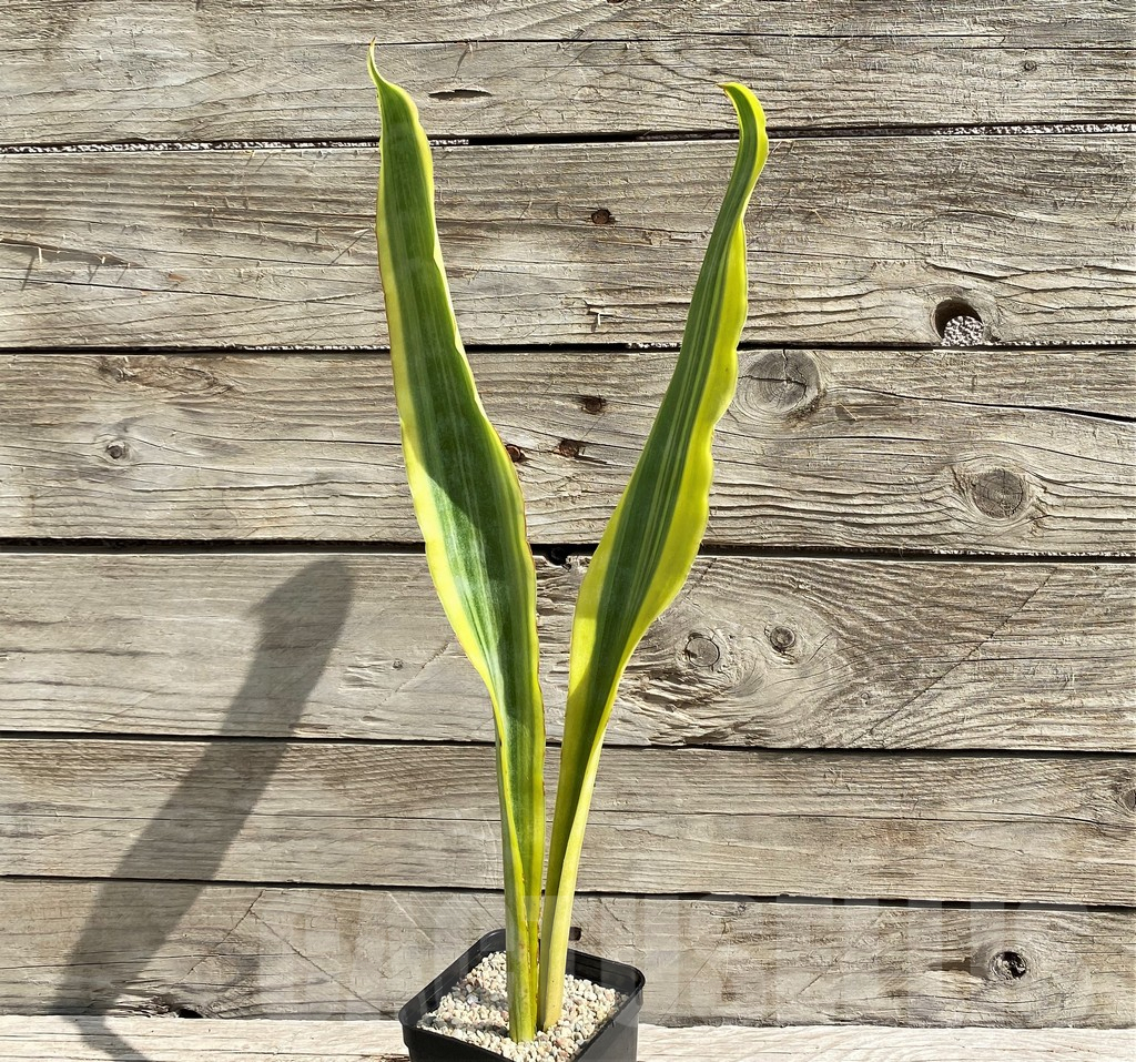 SH6473 Sansevieria 'Yellowstone' - Image 2