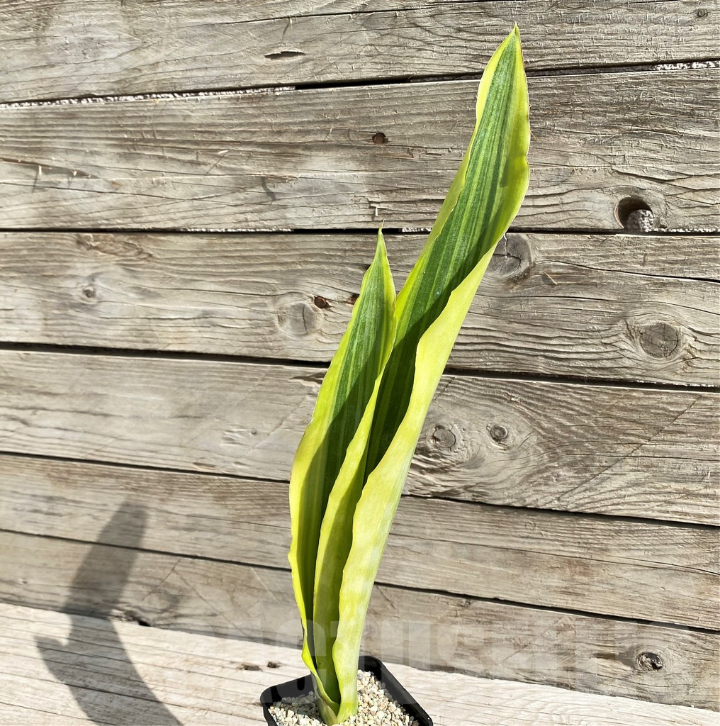 SH6474 Sansevieria 'Yellowstone' - Image 2
