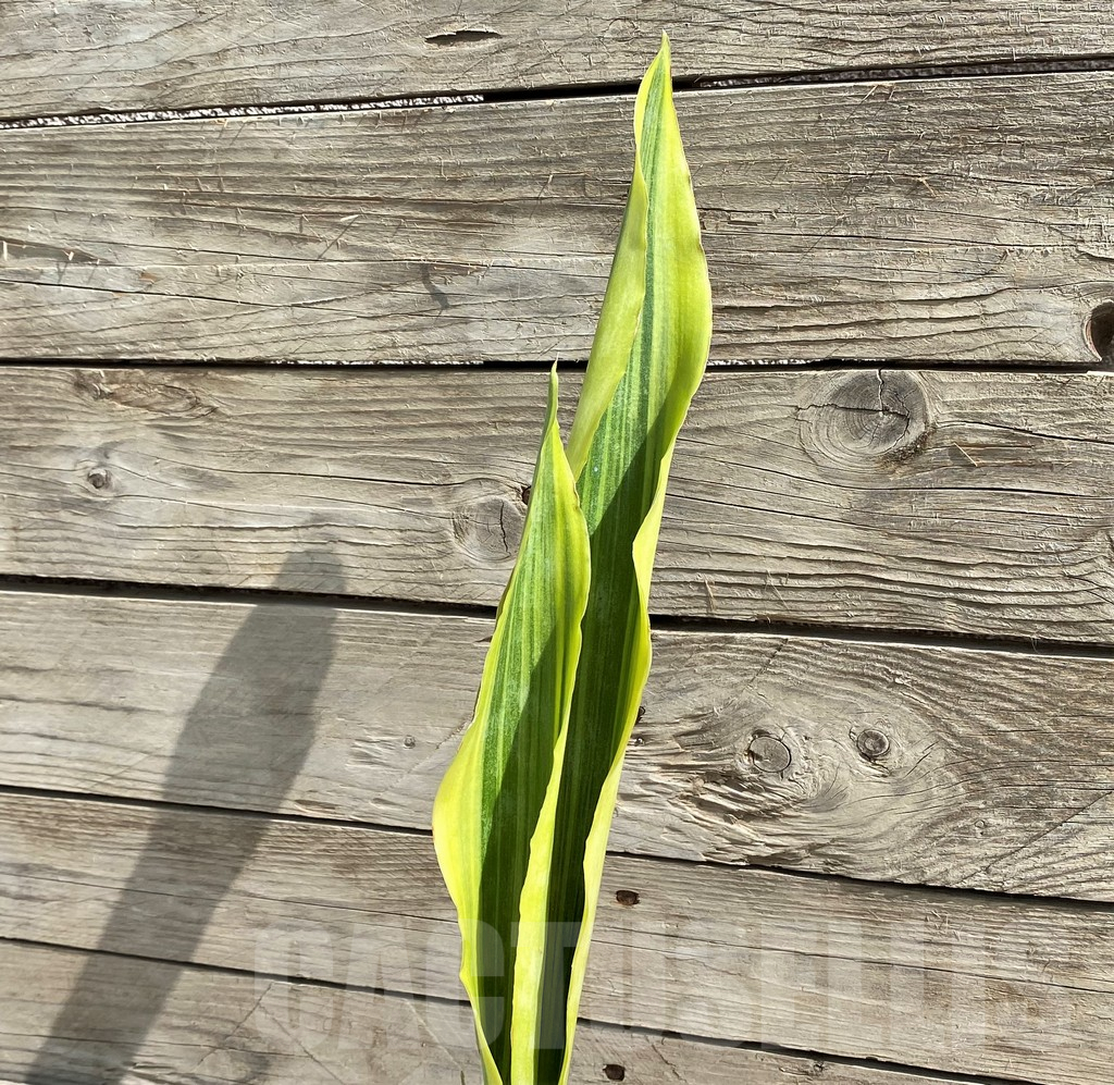 SH6474 Sansevieria 'Yellowstone'