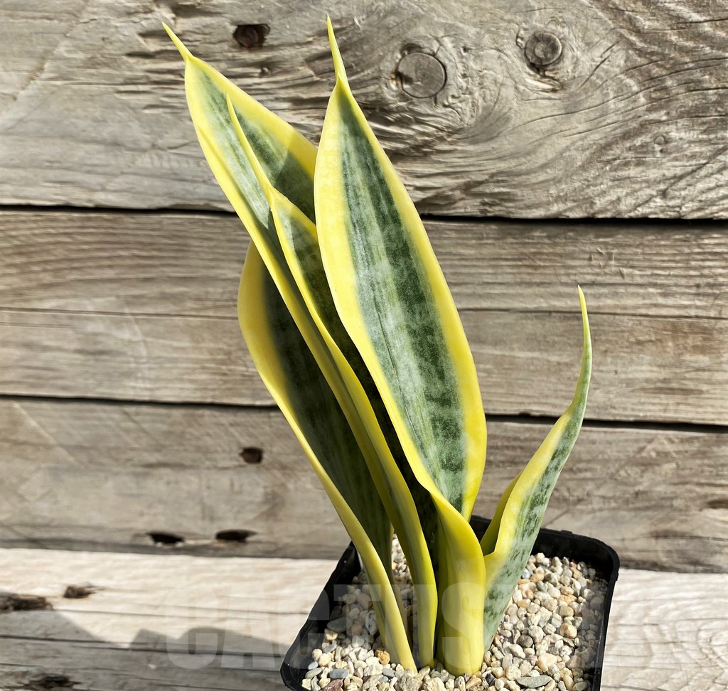 SH6478 Sansevieria trifasciata 'Yellow Thrive' - Image 2