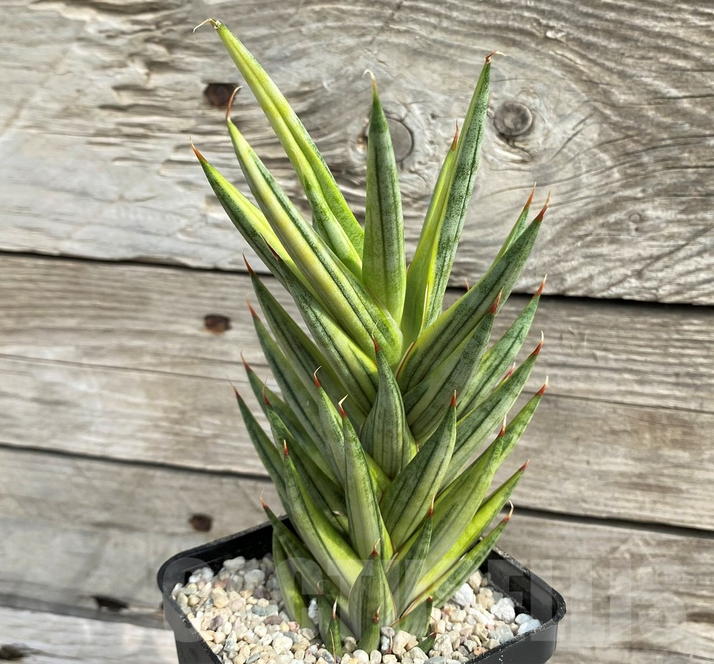 SH6486 Sansevieria 'Francisii' f. variegata
