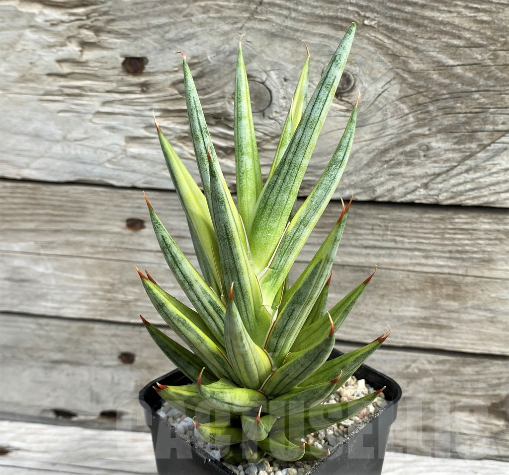 SH6486 Sansevieria 'Francisii' f. variegata - Image 2
