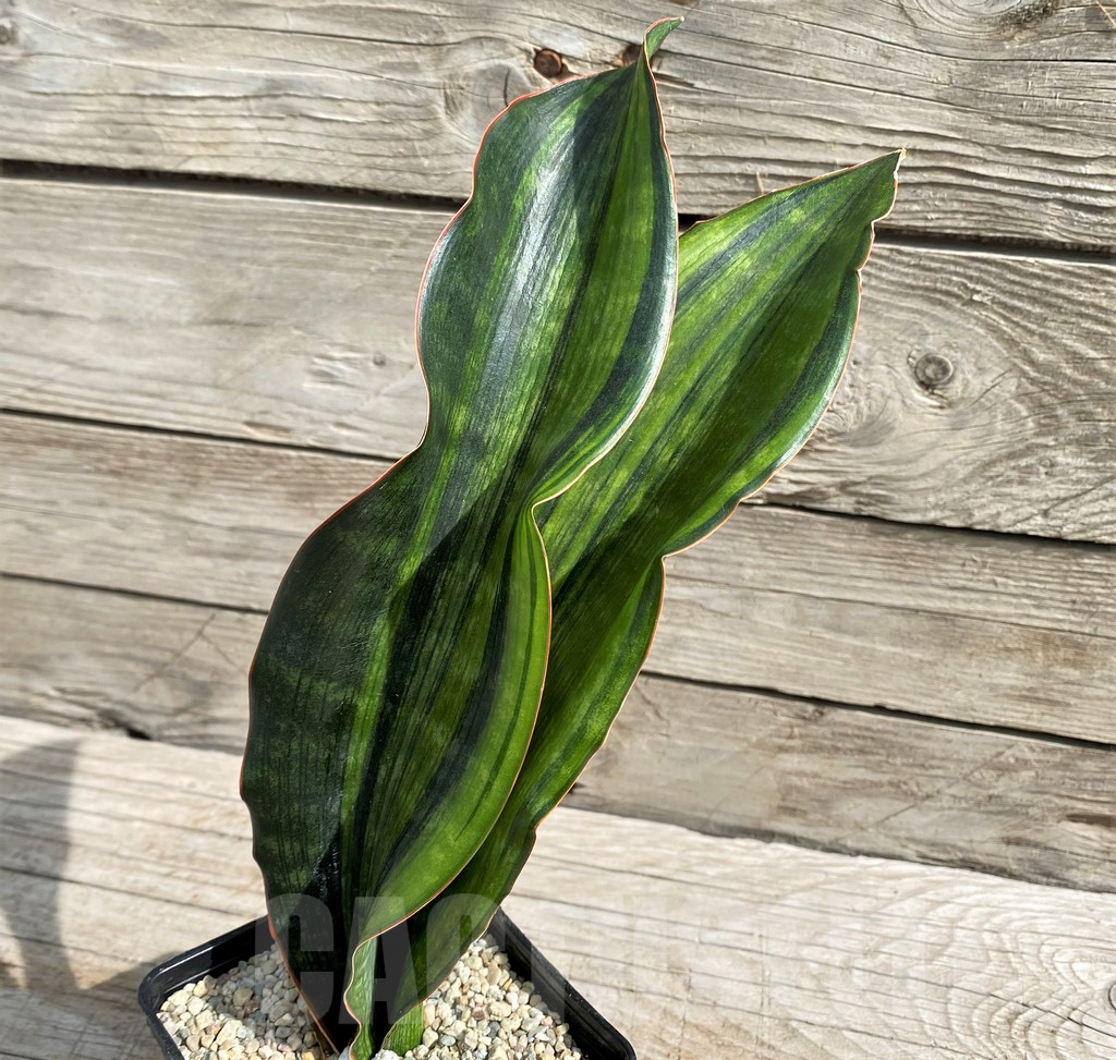SH6468 Sansevieria 'Malawi Midnight' - Image 2
