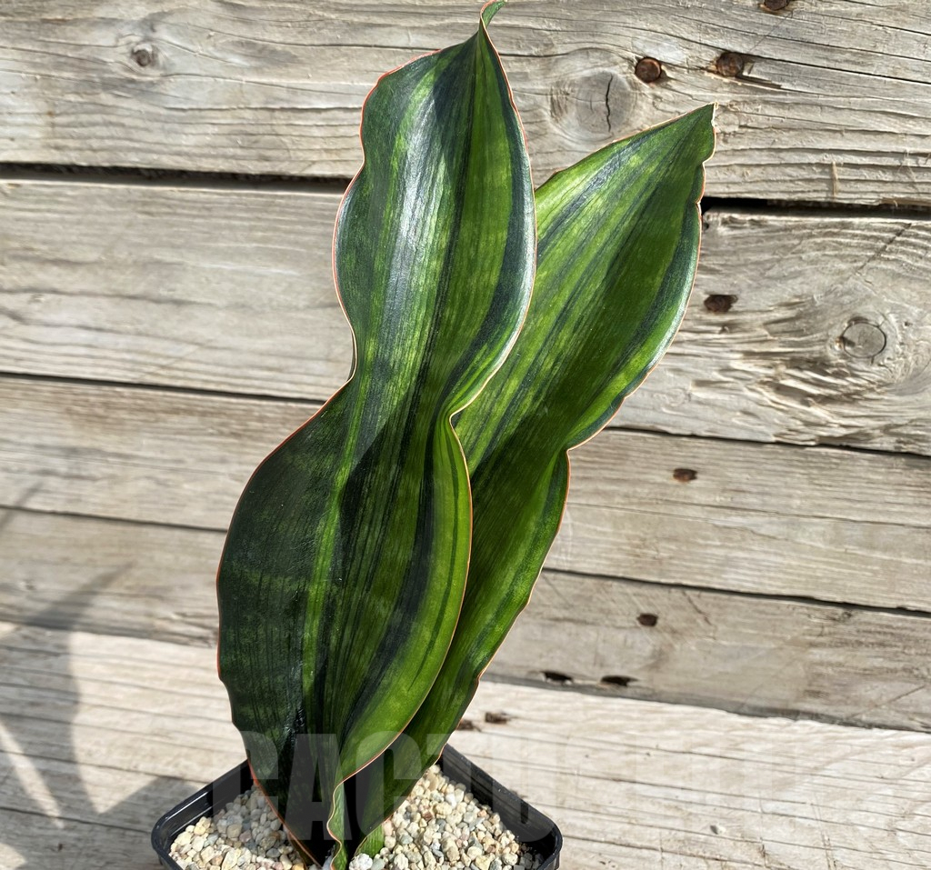 SH6468 Sansevieria 'Malawi Midnight'