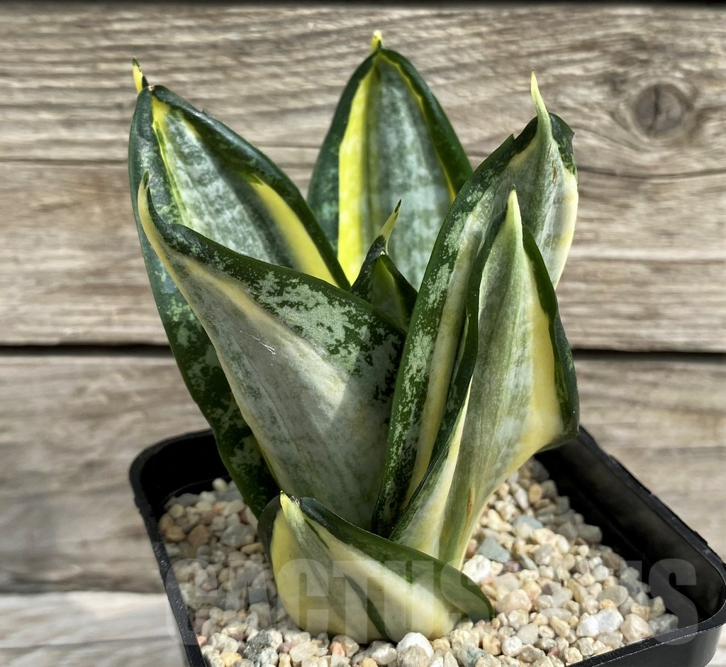 SH6494 Sansevieria 'Hahnii zebra'