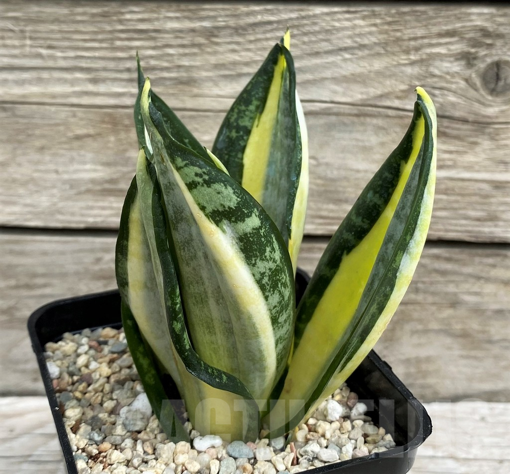 SH6494 Sansevieria 'Hahnii zebra' - Image 2