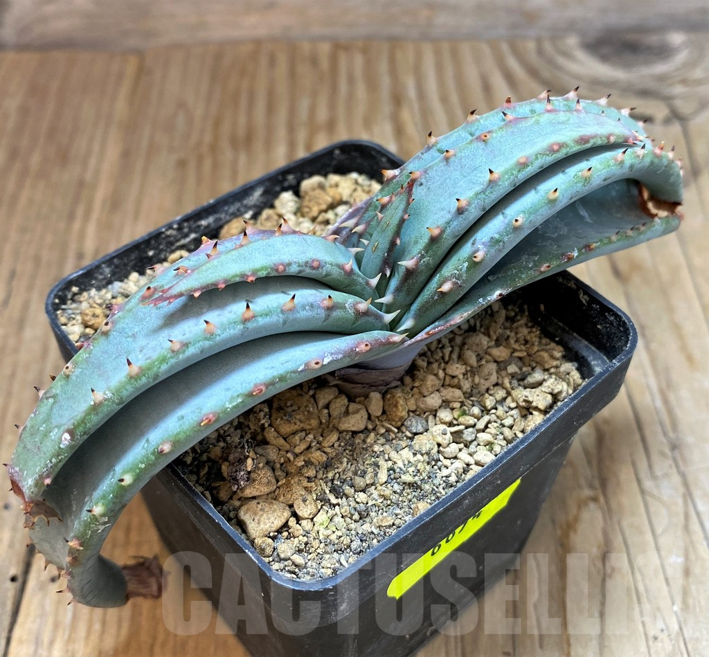SH6694 Aloe suprafoliata