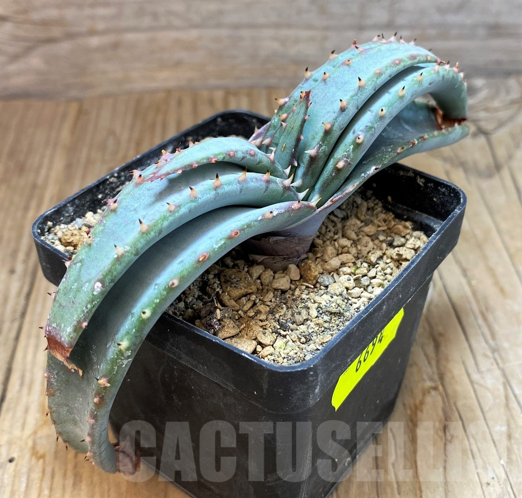 SH6694 Aloe suprafoliata - Image 2