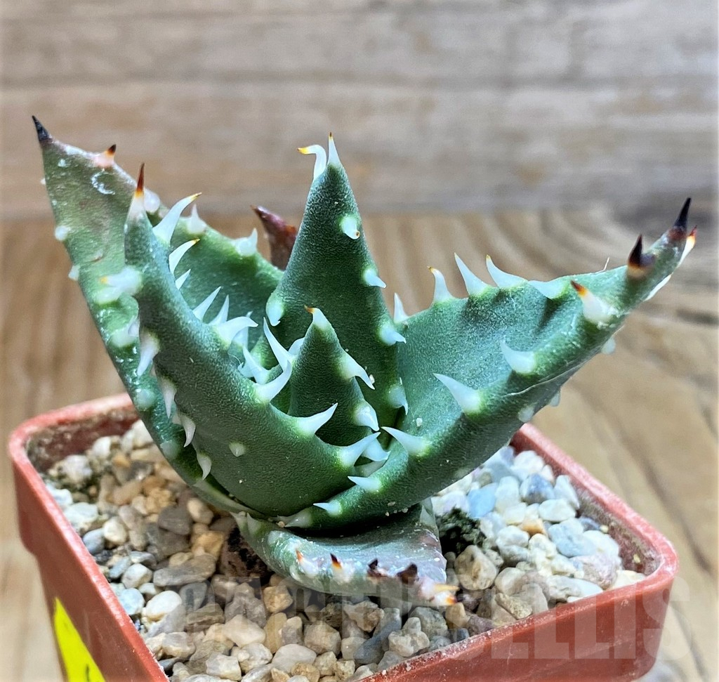 SH6699 Aloe melanacantha - Image 2