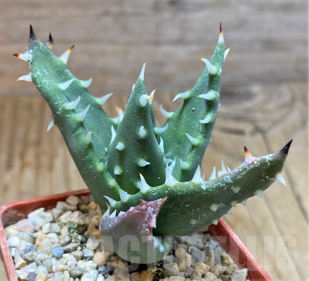 SH6699 Aloe melanacantha - Image 3