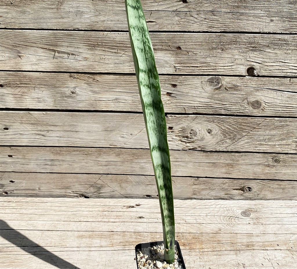 SH6663 Sansevieria trifasciata 'Green Line' - Image 2