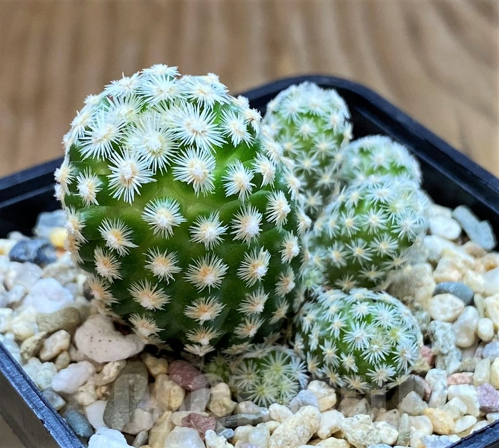 SH6709 Escobaria leei - Image 2