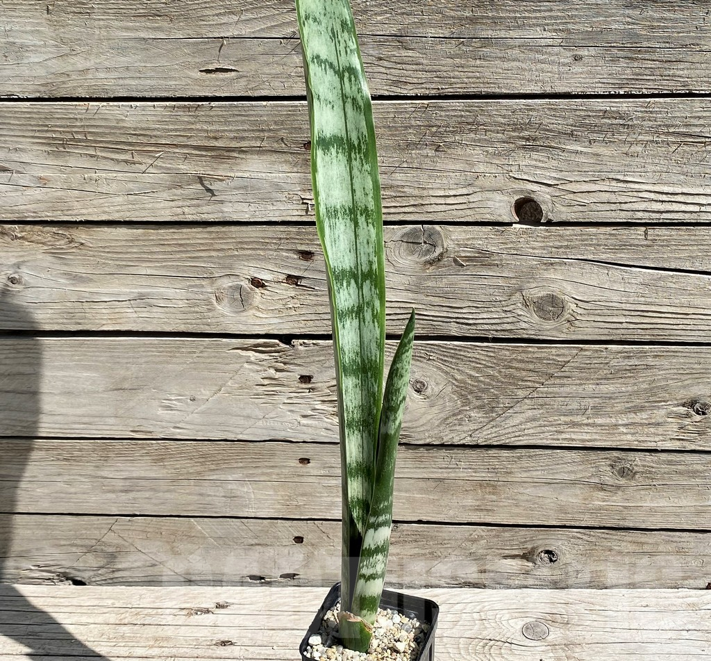 SH6664 Sansevieria trifasciata 'Green Line' - Image 2